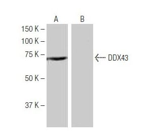 DDX43 Antibody (LW-M1) - Western Blotting - Image 64905