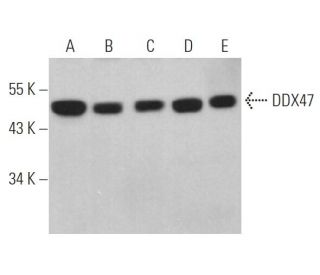 DDX47 Antibody (H-9) - Western Blotting - Image 367165 