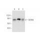 DDX59 Antibody (B-3) - Western Blotting - Image 332807