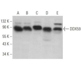 DDX59 Antibody (B-3) - Western Blotting - Image 369892 