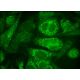 DDX59 Antibody (C-3) - Immunofluorescence - Image 384221 
