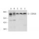 DDX59 Antibody (C-3) - Western Blotting - Image 319273