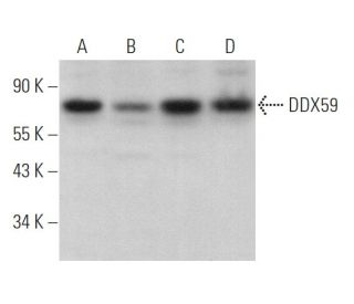 DDX59 Antibody (C-3) - Western Blotting - Image 369928 
