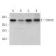DDX59 Antibody (C-3) - Western Blotting - Image 369928 