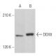 DDX8 Antibody (F-1) - Western Blotting - Image 379425