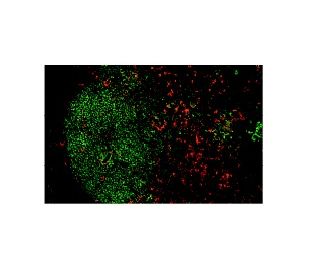 DEC-205 Antibody (MG38) - Immunofluorescence - Image 9938 