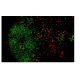 DEC-205 Antibody (MG38) - Immunofluorescence - Image 9938 