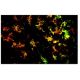 DEC-205 Antibody (MG38) - Immunofluorescence - Image 9939