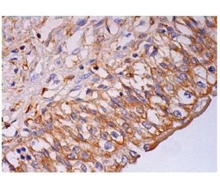 DEC-205 Antibody (PN-15) - Immunohistochemistry - Image 293994