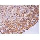 DEC-205 Antibody (PN-15) - Immunohistochemistry - Image 293994