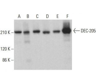 DEC-205 Antibody (F-4) - Western Blotting - Image 383928Each CRISPR/Cas9 Knockout (KO) Plasmid product consists of a pool of 3 plasmids designed to ensure identification and cleavage of a specific gene for maximum knockout efficiency. Each plasmid encodes a unique 20 nt sequence derived from the GeCKO (v2) library.
