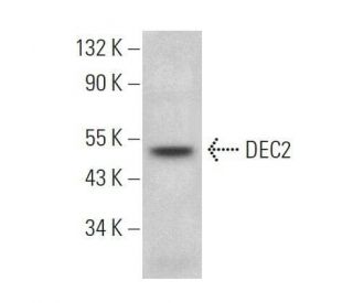 DEC2 Antibody (E-4) - Western Blotting - Image 359152SAM Transcription Activation: SAM system utilizing dCas9-VP64, MS2-P65-HSF1, and sgRNA for precise gene transcription activation. 