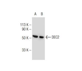 DEC2 Antibody (E-4) - Western Blotting - Image 147166