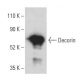 Decorin Antibody (C-11) - Western Blotting - Image 399401 