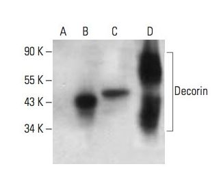 Decorin Antibody (G-1) - Western Blotting - Image 395662 