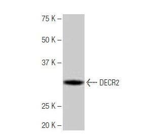 DECR2 Antibody (8D7) - Western Blotting - Image 64906