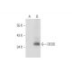 DEDD Antibody (G-6) - Western Blotting - Image 129779