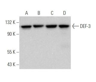 DEF-3 Antibody (D-3) - Western Blotting - Image 371657 