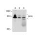 DEF6 Antibody (SW-9) - Western Blotting - Image 160387 