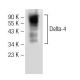 Delta-4 Antibody (G-12) - Western Blotting - Image 141308