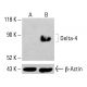 Delta-4 Antibody (G-12) - Western Blotting - Image 414317 