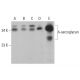 δ-sarcoglycan Antibody (B-5) - Western Blotting - Image 377091 