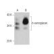 δ-sarcoglycan Antibody (B-5) - Western Blotting - Image 386863