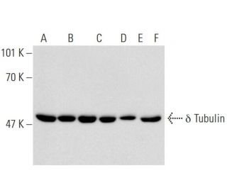 &delta; Tubulin Antibody (A-1) - Western Blotting - Image 144997 