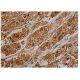 δ Tubulin Antibody (C-6) - Immunohistochemistry - Image 344655 
