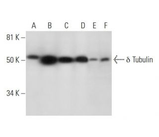 &delta; Tubulin Antibody (C-6) - Western Blotting - Image 296977 