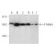 δ Tubulin Antibody (C-6) - Western Blotting - Image 296977 