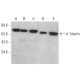δ Tubulin Antibody (C-6) - Western Blotting - Image 372496