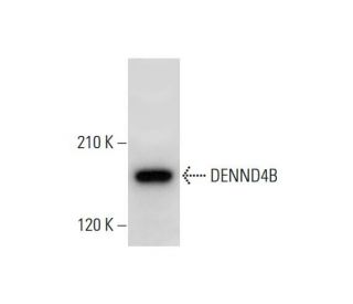 DENND4B Antibody (F-10) - Western Blotting - Image 325167