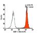 DEP-1 Antibody (143-41) - Flow Cytometry - Image 6137 