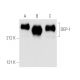 DEP-1 Antibody (143-41) - Western Blotting - Image 2255