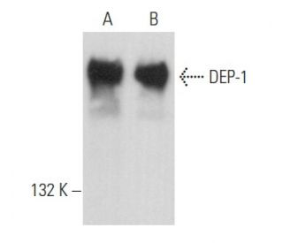 DEP-1 Antibody (D-4) - Western Blotting - Image 357245 