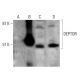 DEPTOR Antibody (A-3) - Western Blotting - Image 387414