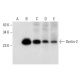 Derlin-2 Antibody (D-10) - Western Blotting - Image 305806 