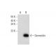 Dermcidin Antibody (E-7) - Western Blotting - Image 298103