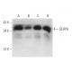 DERP6 Antibody (E-4) - Western Blotting - Image 314169 