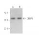 DERP6 Antibody (E-4) - Western Blotting - Image 374971