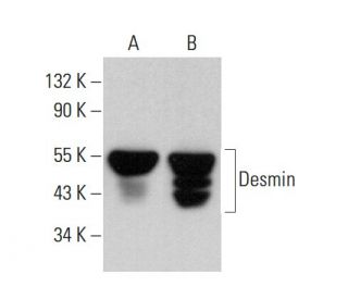 Desmin Antibody (B-12) - Western Blotting - Image 379895 