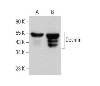 Desmin Antibody (B-7) - Western Blotting - Image 379894 