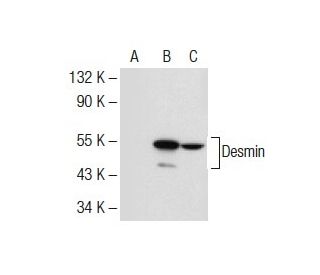 Desmin Antibody (RD301) - Western Blotting - Image 53166 