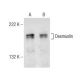 Desmuslin Antibody (A-8) - Western Blotting - Image 151038