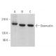 Desmuslin Antibody (A-8) - Western Blotting - Image 369399 