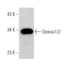 Dexras1/2 Antibody (C-11) - Western Blotting - Image 366399SAM Transcription Activation: SAM system utilizing dCas9-VP64, MS2-P65-HSF1, and sgRNA for precise gene transcription activation.