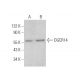 DGCR14 Antibody (C-9) - Western Blotting - Image 372442
