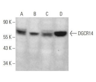 DGCR14 Antibody (C-9) - Western Blotting - Image 374929 