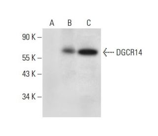 DGCR14 Antibody (F-8) - Western Blotting - Image 305749